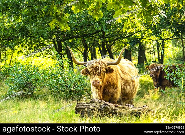 Scottisch highlander grazing in a Dutch forest