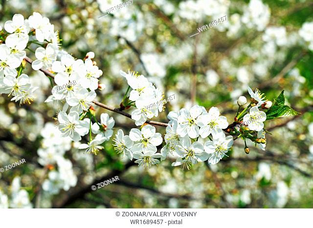 twig of flowering cherry in spring garden