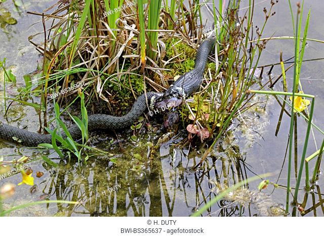 grass snake (Natrix natrix), series picture 13, two snakes fighting for a frog, Germany, Mecklenburg-Western Pomerania