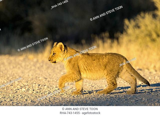 Lion (Panthera leo) cub, Kgalagadi Transfrontier Park, South Africa, Africa