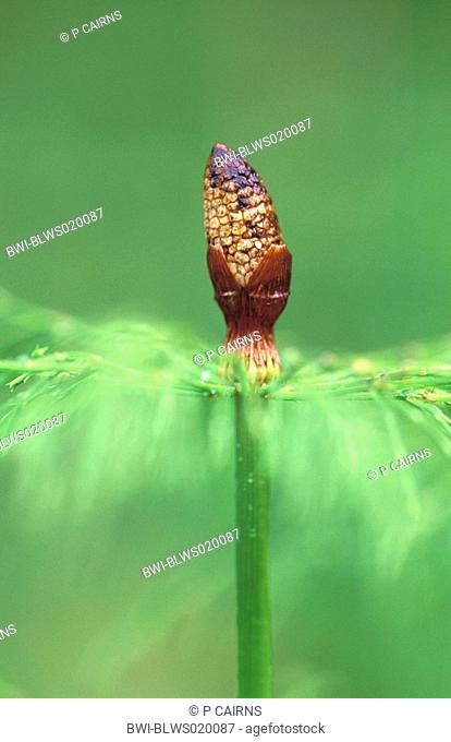 sylvan horsetail, wood horsetail, woodland horsetail Equisetum sylvaticum, sporophyll, Norway, Nord-Trondelag