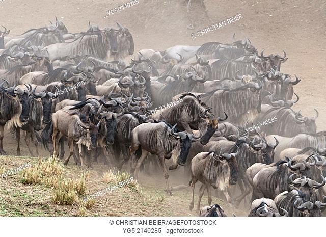 Blue or Common Wildebeest (Connochaetes taurinus), wildebeest migration, jostling for positions on the shore of the Mara River, Maasai Mara National Reserve