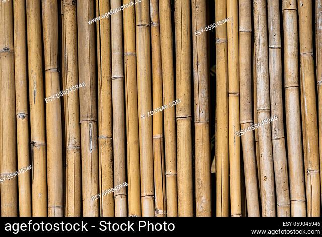 Dry bamboo fence texture or background. Eco natural background concept