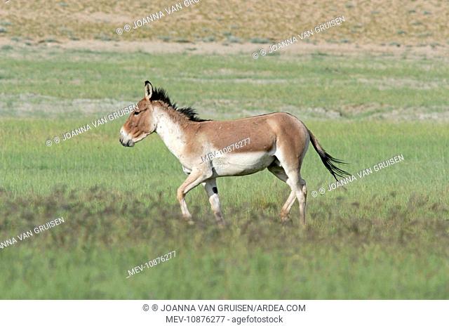 Kiang / Tibetan Wild Ass - male in the rutting season (Equus kiang). Tso Kar - Changthang - Ladakh - India