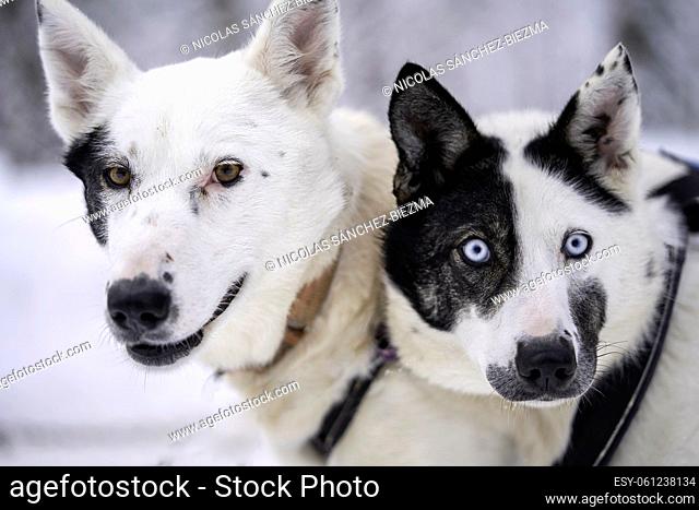 Portrait of a couple of dogs with their faces in patches of black and white