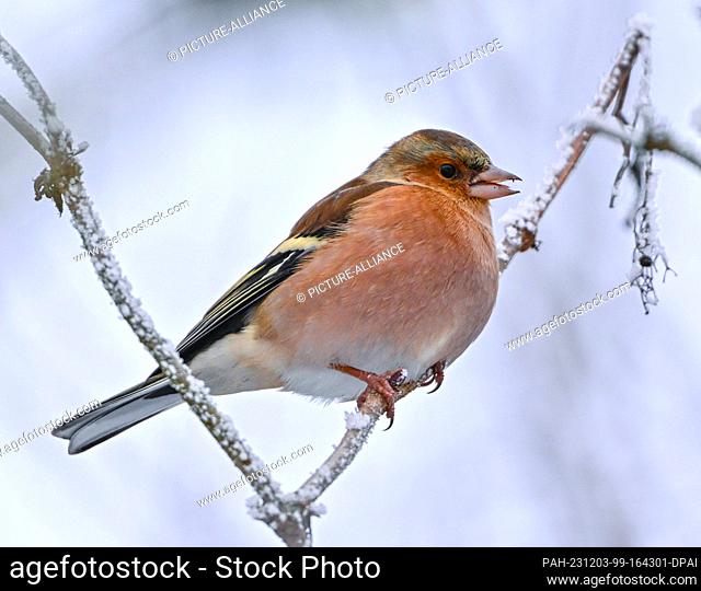 02 December 2023, Brandenburg, Falkenhagen: A chaffinch (Fringilla coelebs) in winter. Photo: Patrick Pleul/dpa. - Falkenhagen/Brandenburg/Germany