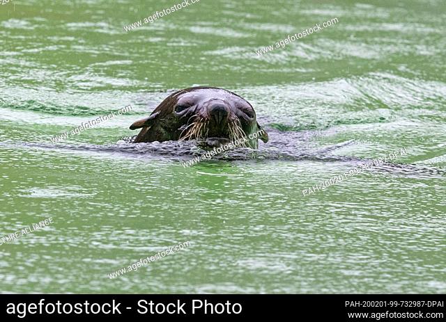 01 February 2020, Berlin: A South African sea bear makes its way through a pool of water at the zoo. Photo: Paul Zinken/dpa. - Berlin/Berlin/Germany