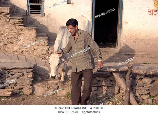 Man bringing his cow out side  villager from Gadhwal region of Himalaya  Gadhwali Village ; Raouto ; Ki Beli ; Thatur ; Uttranchal ; india