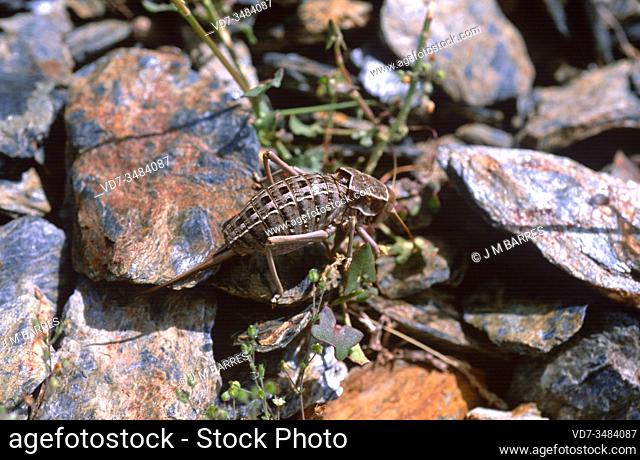 Grillo de matorral de Sierra Nevada (Pycnogaster inermis) is an insect endemic to Sierra Nevada National Park, Granada province, Andalusia, Spain