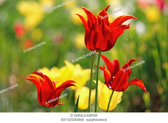 red lily-flowered tulips against yellow companions