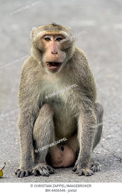 Male rhesus macaque (Macaca mulatta), Kaeng Krachan National Park, Phetchaburi, Thailand