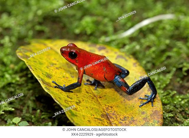strawberry poison frog or strawberry poison-dart frog (Oophaga pumilio, formerly Dendrobates pumilio), Costa Rica