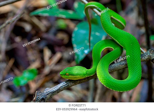 Close up Yellow-lipped Green Pit Viper snake (Trimeresurus trigonocephalus) in nature from Thailand