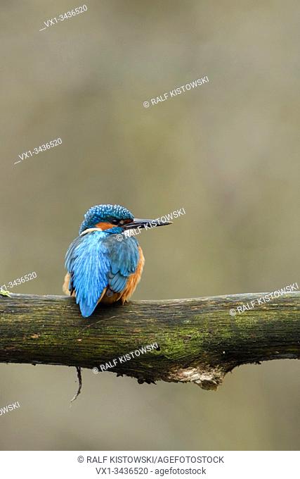Eurasian Kingfisher ( Alcedo atthis ), male bird, perched on a branch, watching aside, on distance, backside view, wildlife, Europe