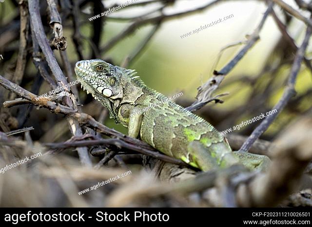 Green iguana in tropical Pantanal, Brasil, September 27, 2022. (CTK Photo/Ondrej Zaruba)