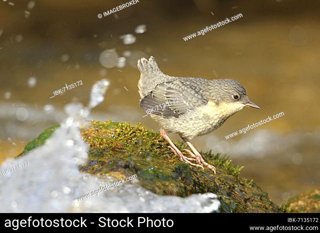 White breasted dipper (Cinclus cinclus) almost fledged young bird on foaming mountain stream, Allgäu, Bavaria, Germany, Europe