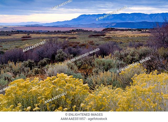 Overlooking High Desert Plateau of the Lower Kolob Terrace, Zion National Park, Utah