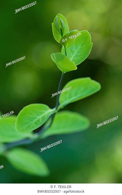 Italian honeysuckle, Italian woodbine, perfoliate honeysuckle (Lonicera caprifolium), leaves at a twig