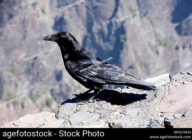 Kanarischer Kolkrabe (Corvus corax tingitanus, Syn. Corvus corax canariensis) am Roque de los Muchachos, La Palma, Kanarische Inseln, Spanien