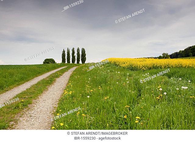Trees and gravel path with canola field in spring, Ermatingen on Lake Constance, Canton Thurgau, Switzerland, Europa