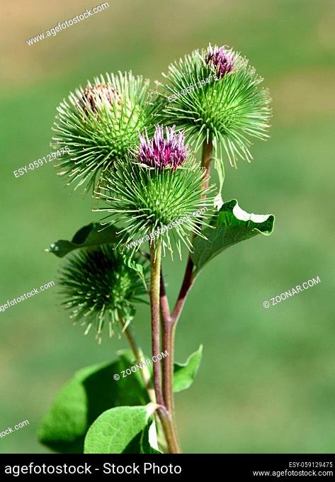 Grosse Klette, arctium, lappa, ist eine wichtige Heilpflanze mit lila Blueten und wird in der Medizin verwendet. Big burdock, arctium, lappa