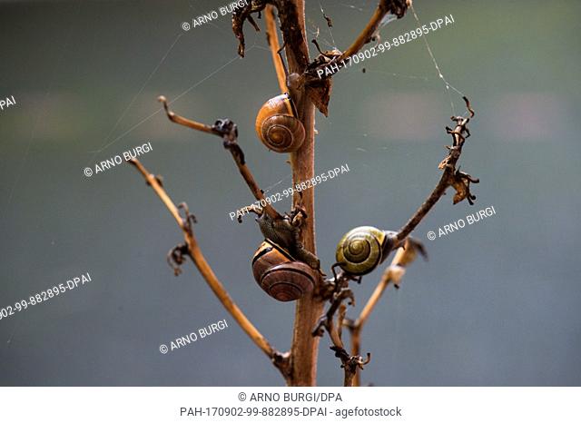Garden banded snails (Capea hortensis) sitting on a bare branch in a garden in Dresden, Germany, 31 August 2017. Photo: Arno Burgi/dpa-Zentralbild/dpa