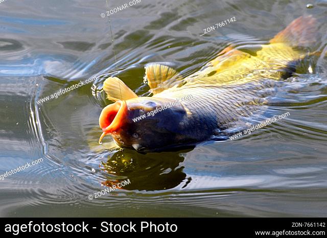 Catching carp fishing rod with a hook and fishing line in the water close up