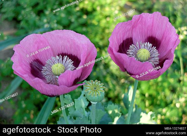 Opium poppy (Papaver somniferum), pink flower