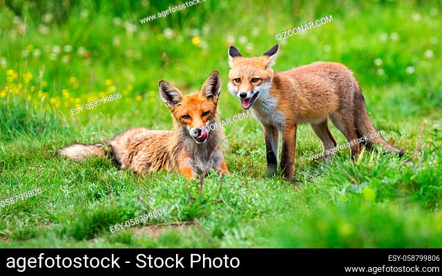 Two red fox, vulpes vulpes, lying on green meadow in summertime nature. Adult orange predator with cub resting on grassland