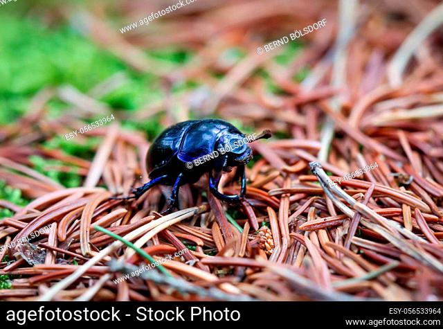 A close-up of a wood dung beetle