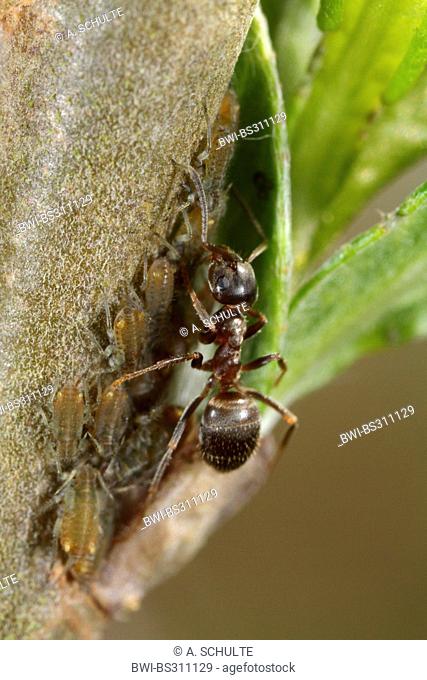 black ant, common black ant, garden ant (Lasius niger), milking several aphids (Pterocomma sp.), Germany, Bavaria