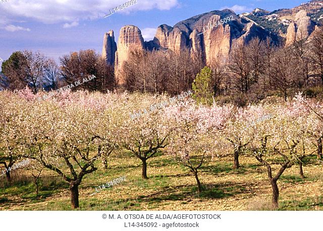 Almond trees. Riglos. Huesca. Spain