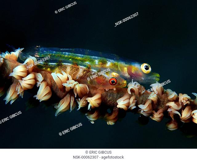 The Large Whipgoby (Bryaninops amplus) was hiding in a whip Coral when a Whip Goby (Bryaninops yongei) came lie along on the same spot, Philippines, Mindoro