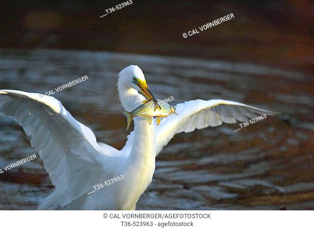 At dusk a Great Egret (Ardea alba) snares a large fish near Bethesda Fountain in New York City's Central Park Lake. USA