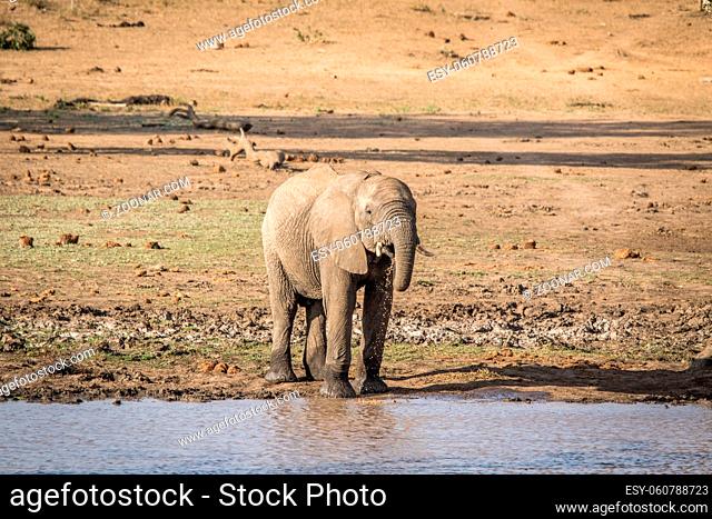 An Elephant drinking in the Kruger National Park, South Africa