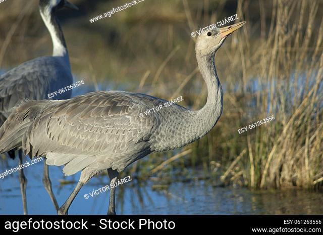 Common crane (Grus grus). Juvenile drinking water. Gallocanta Lagoon Natural Reserve. Aragon. Spain