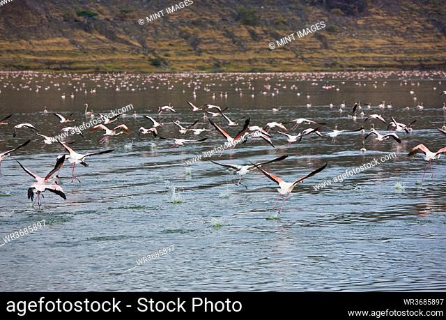 Flamingos in lake Chitu, Abiata-Shala National Park, Ethiopia