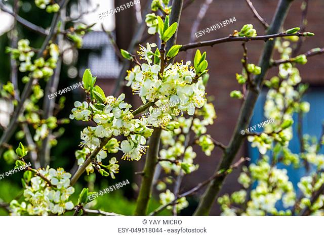 macro closeup of a branch filled with white flowers, organic fruit tree during spring season