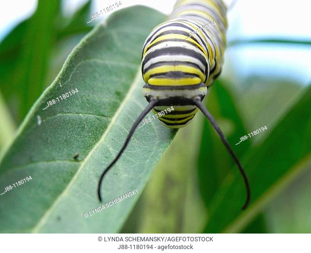 Caterpillar of the Monarch butterfly, Danaus plexippus, eating leaves and flower buds of the Swan Plant Milkweed, also called Tennis Ball Bush