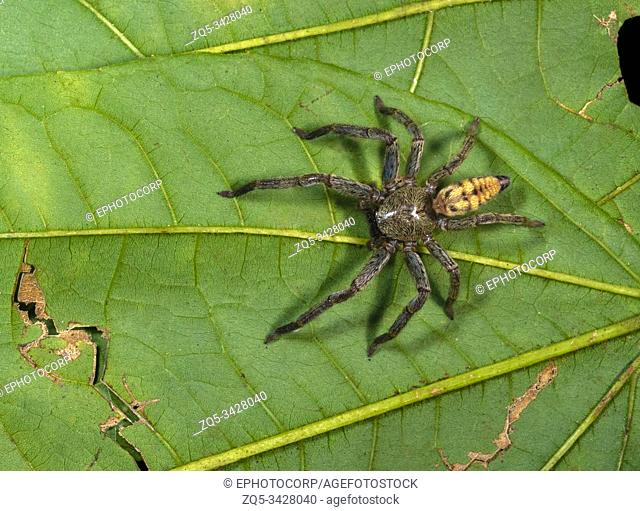 Huntsman spider Sparassidae, Garo Hills, Meghalaya, India
