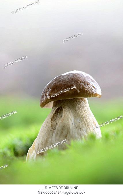 Cep Mushroom (boletus edulis) on the ground, The Netherlands, Noord-Brabant, Wouwse plantage
