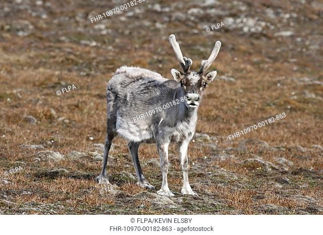 Reindeer (Rangifer tarandus platyrhynchus) adult, with antlers in velvet, moulting coat, Torden Skjold Bukta, Spitzbergen, Svalbard, July