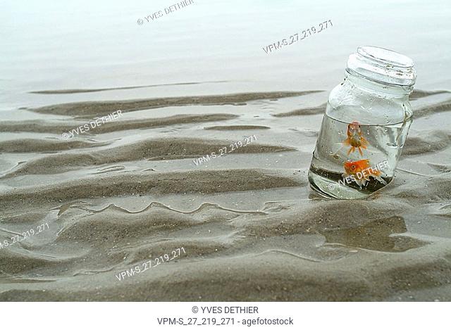 Two fish in a jar on the beach