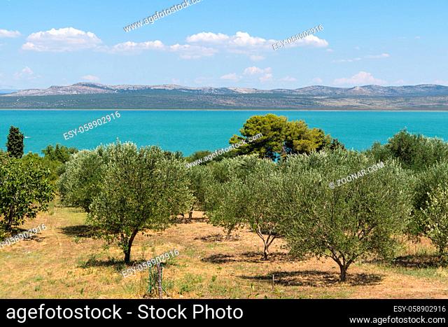 Groves of olive trees surrounding Vransko lake, Dalmatia, Croatia