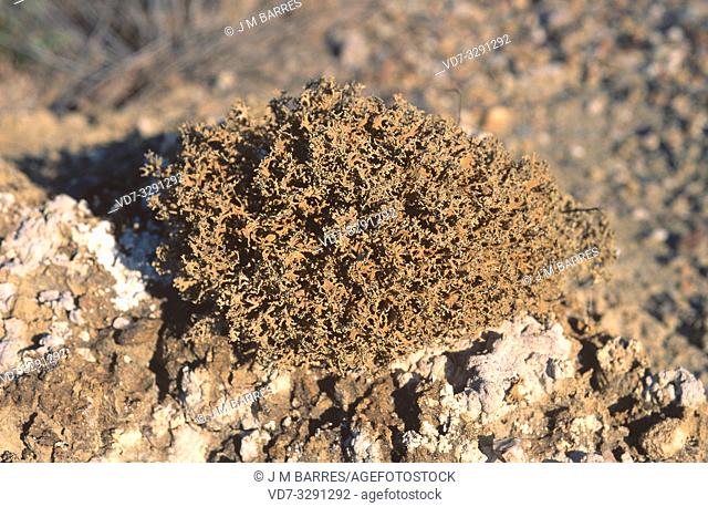Teloschistes lacunosus is a fruticose lichen that grows on soil in arid regions. This photo was taken in Tabernas, Almeria province, Andalucia, Spain