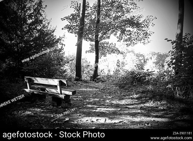 July 10th, 2021; Elsloo, Limburg, the Netherlands: bench in a beautiful Dutch forest