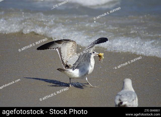 Ring-billed gulls (Larus delawarensis) foraging on the beach. South Florida, U. S. A. , North America