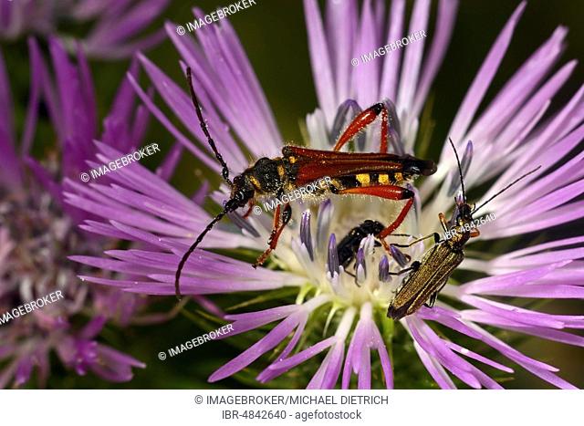 Longhorn Beetle (Stenopterus rufus), with Thick-legged flower beetle (Oedemera nobilis), female, on purple flower of a thistle, Corfu, Greece, Europe