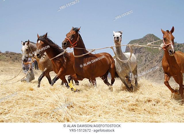 Farmers on Gran Canaria threshing wheat with horses