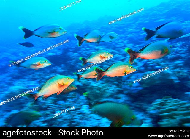 Red Snapper (Myripristis amaena), Moorea Island, French Polynesia, South Pacific